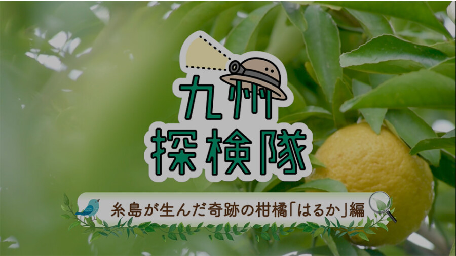 「九州探検隊 糸島が生んだ奇跡の柑橘 はるか」篇