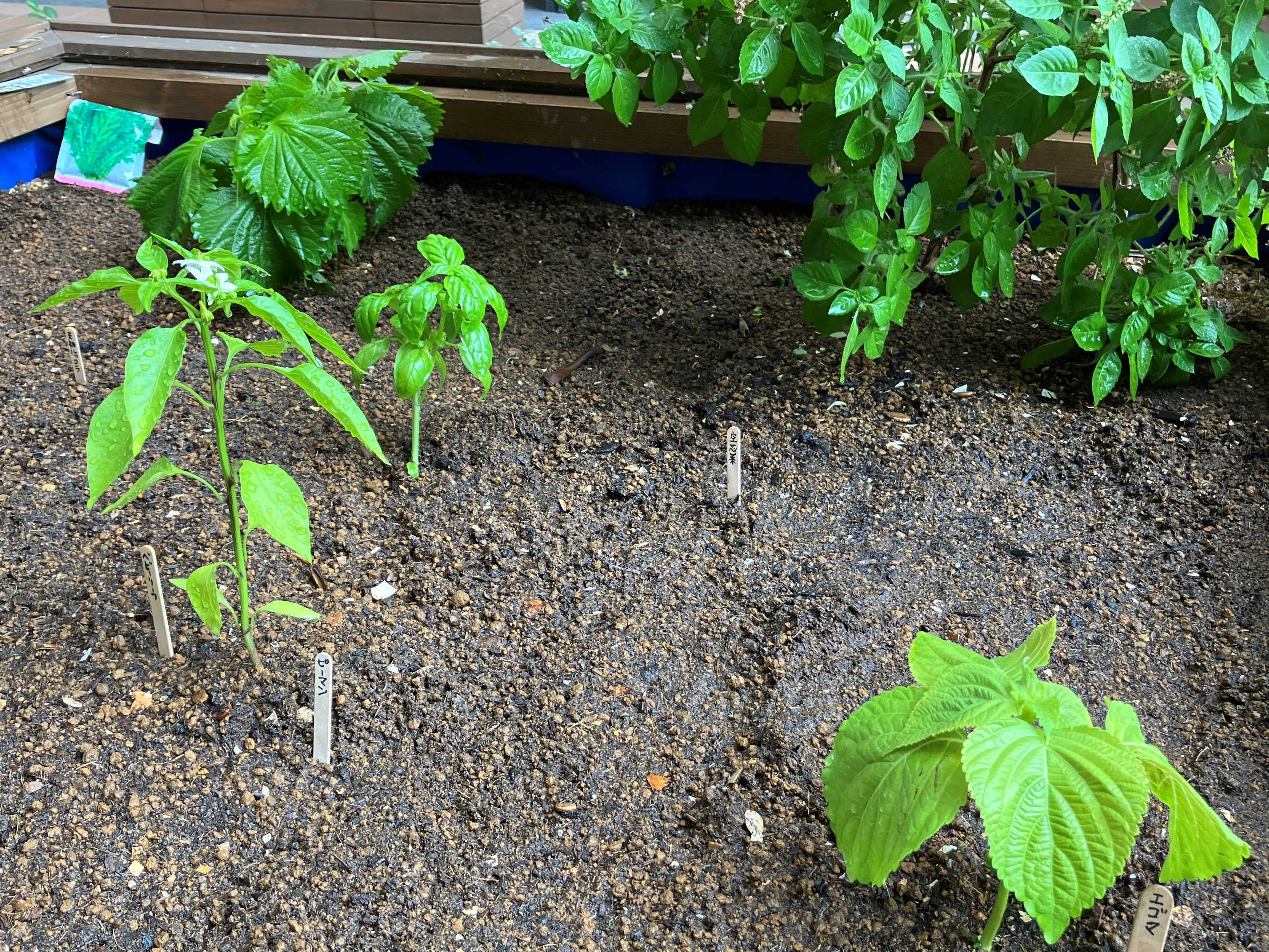 パサージュ広場で種まきと植え替えを実施しました