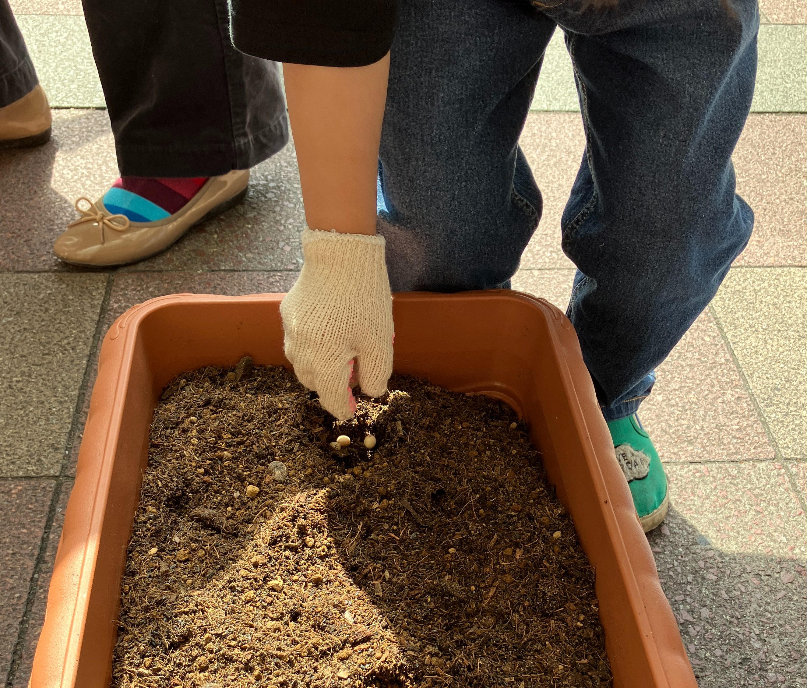 天神コンポストコミュニティーガーデンで種まきをしました🌱