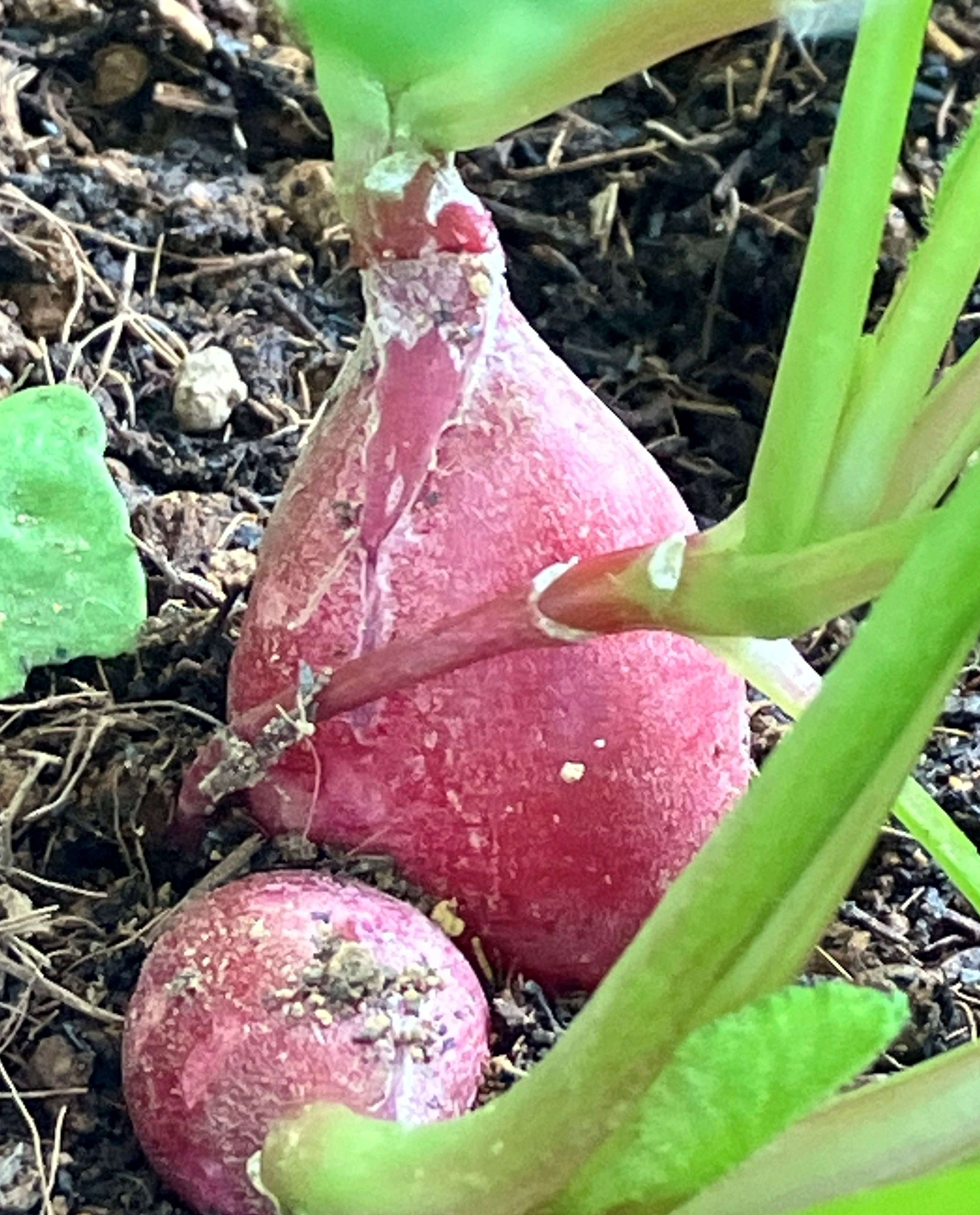 天神コンポストコミュニティーガーデンの1か月🥬