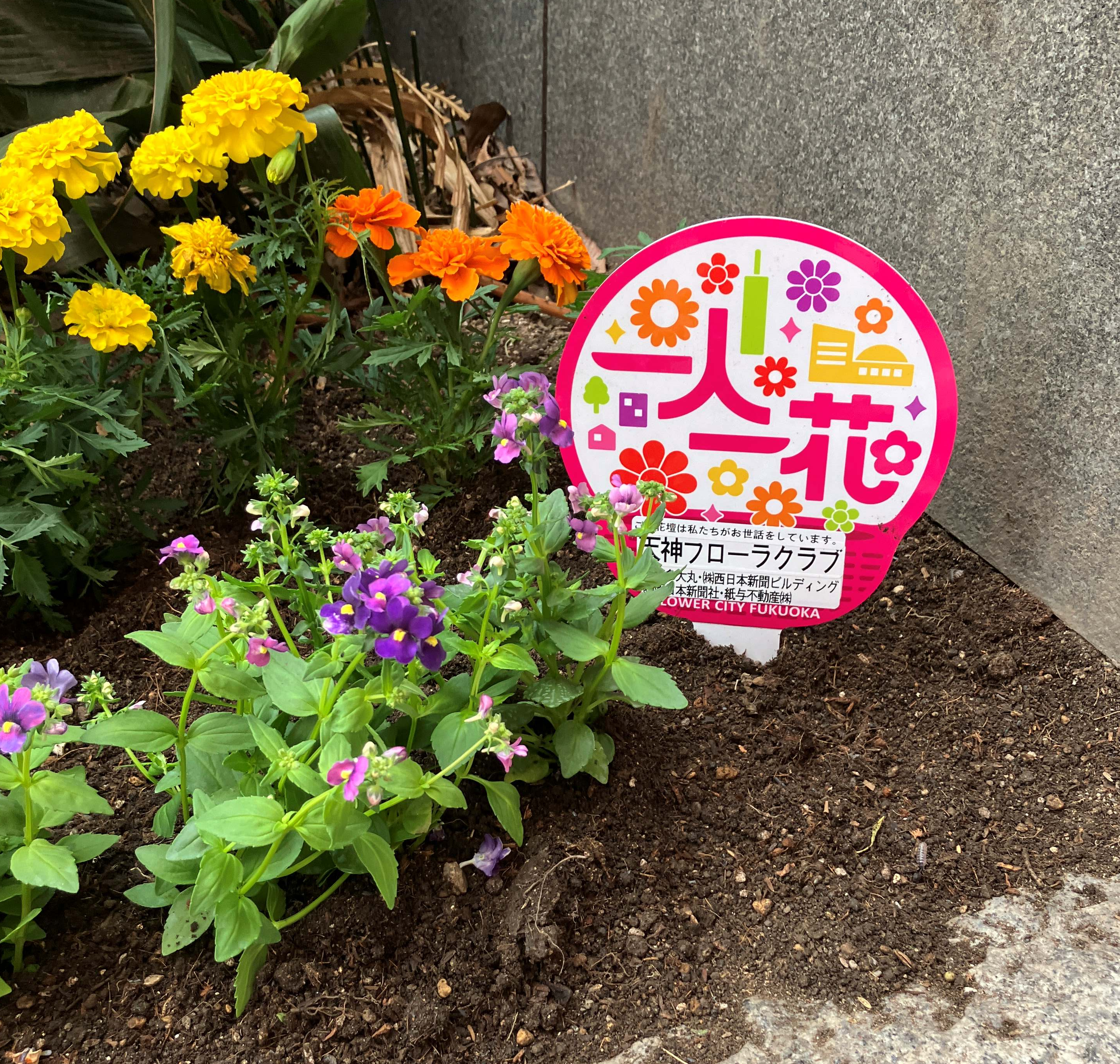花でまちを彩る「天神フローラクラブ」の取り組みをご紹介🌸