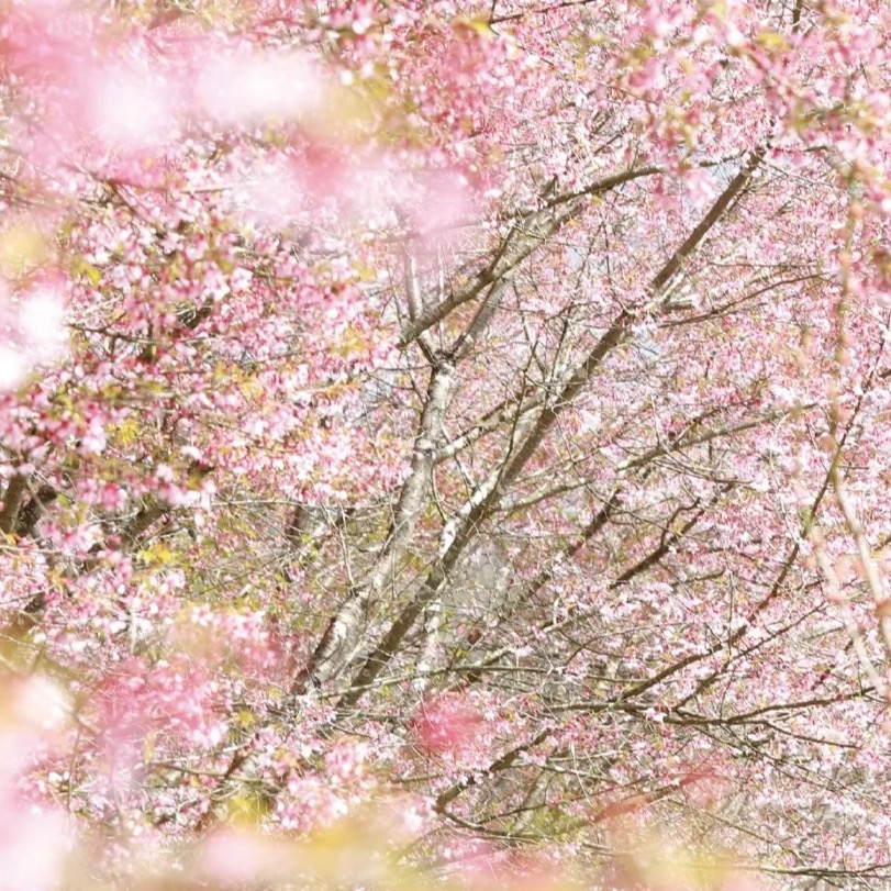 【叶 匠壽庵】春のおすすめ④春の霞、淡く「匠壽庵春霞」