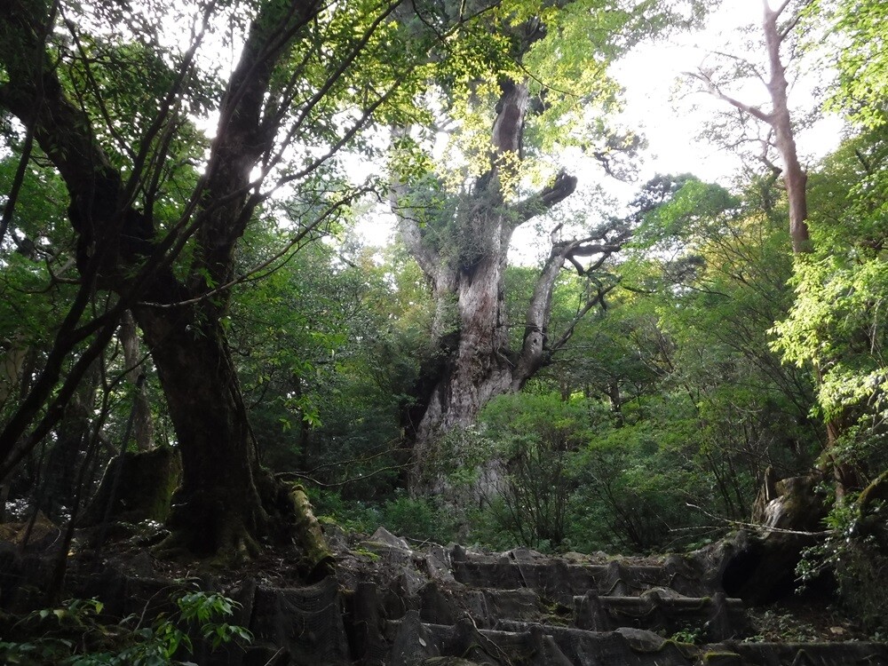 【5/15開催】ガイドと学ぶ！屋久島の歩き方