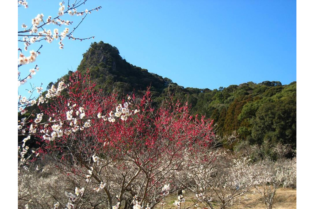 【御船が丘梅林】お花スポット［佐賀県］