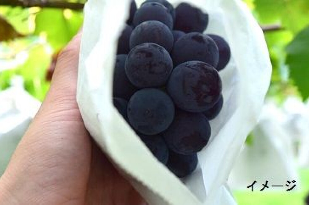 うきはの「巨峰」