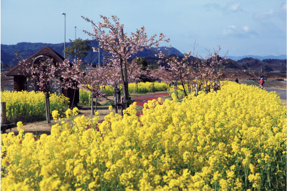 【お花スポット】五ヶ瀬川堤防沿い 菜の花［宮崎］