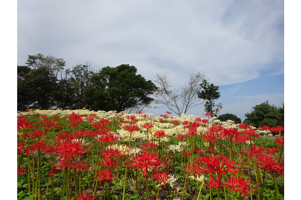 【ヒガンバナ】秋のお花スポット[長崎県]