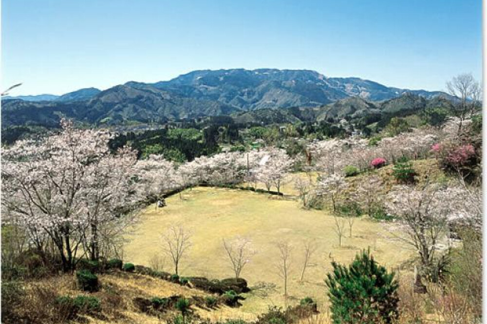 【お花スポット】荒平公園 ソメイヨシノ［宮崎］