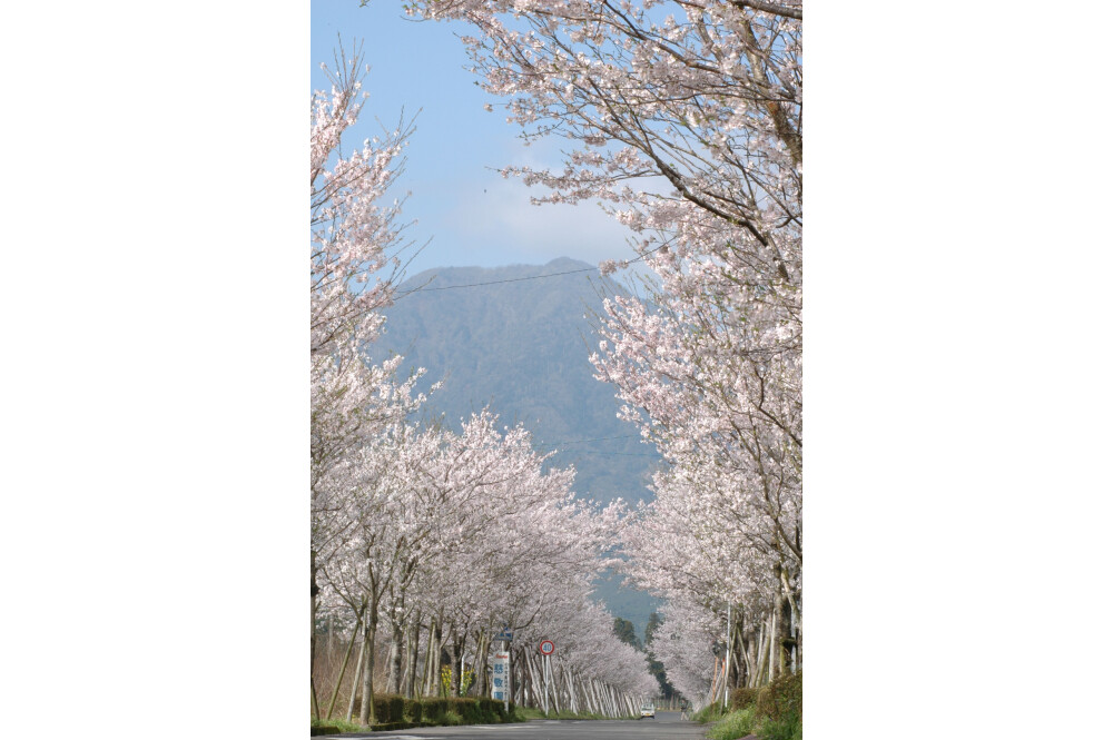 【お花スポット】まきばの桜まつり［宮崎］