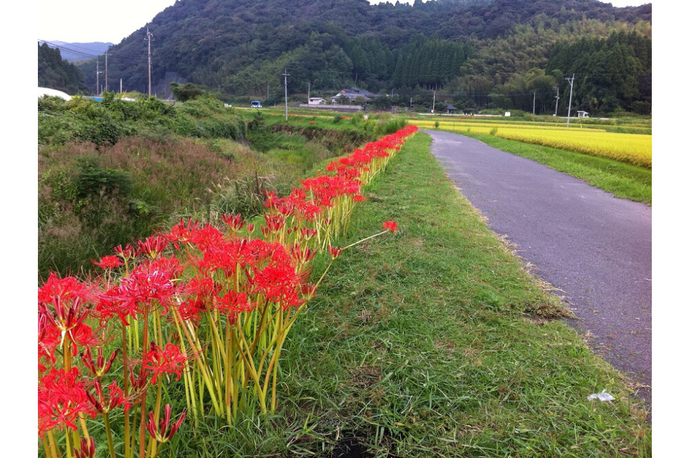【ヒガンバナ】秋のお花スポット[鹿児島県]