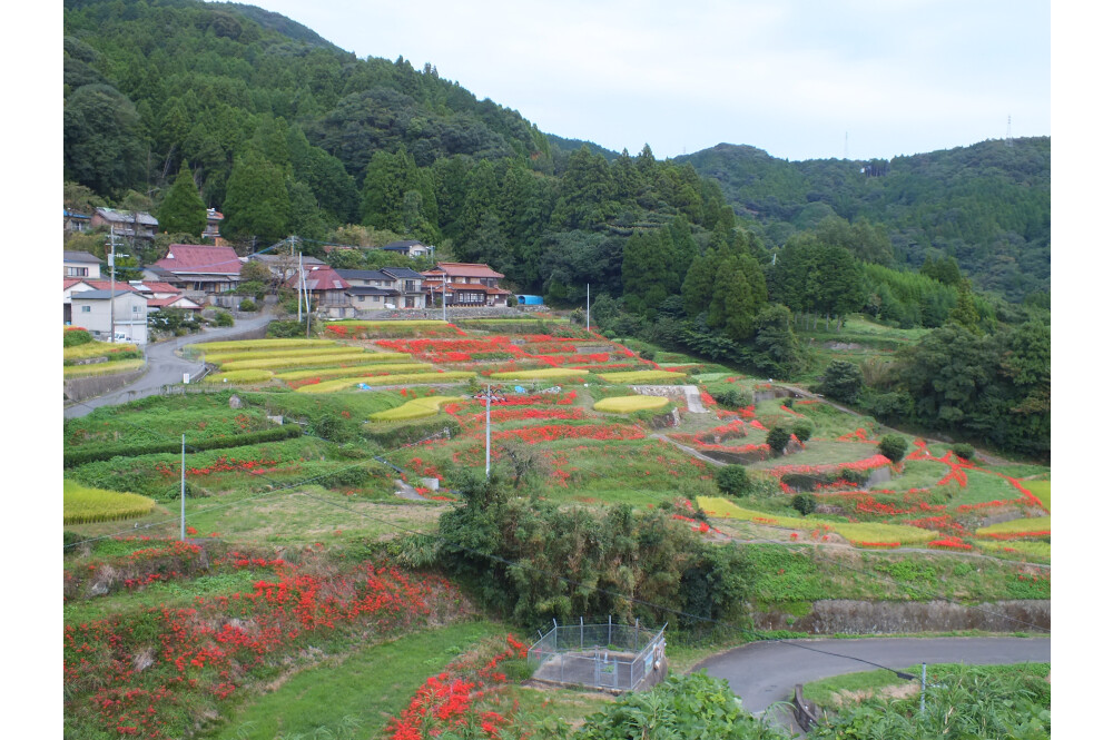 【ヒガンバナ】秋のお花スポット[佐賀県]