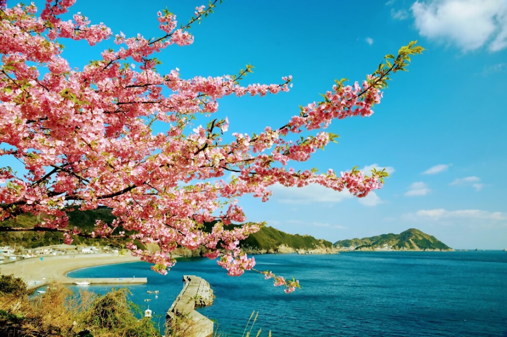 【豊後水道河津桜】お花スポット［大分県］