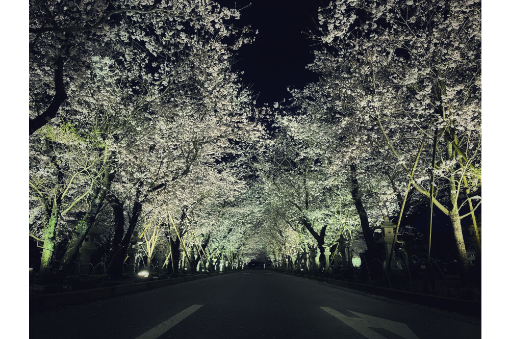 【お花スポット】知覧平和公園［鹿児島］