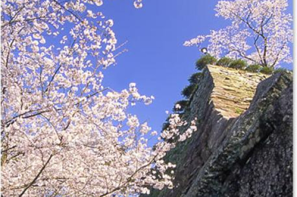 【お花スポット】延岡城跡公園 ソメイヨシノ・ヤブツバキ［宮崎］