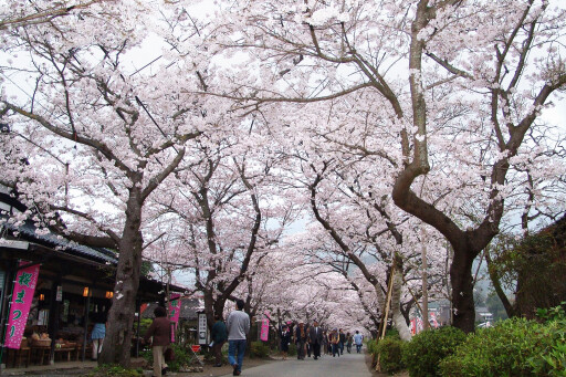【お花スポット】秋月杉の馬場の桜［福岡］