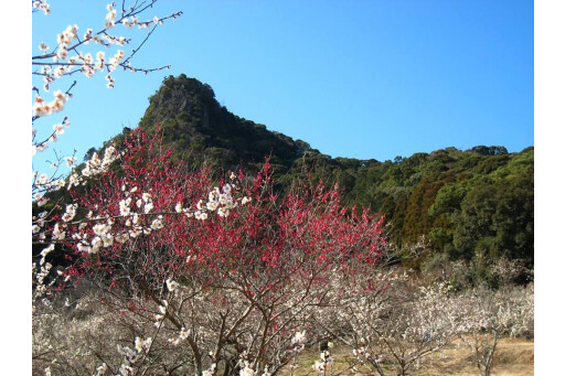 【御船が丘梅林】お花スポット［佐賀県］