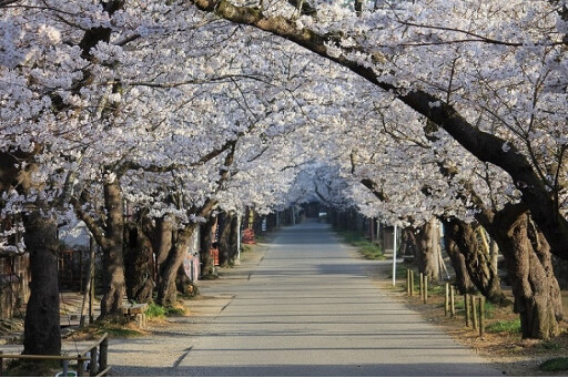 【秋月杉の馬場の桜】お花スポット［福岡］