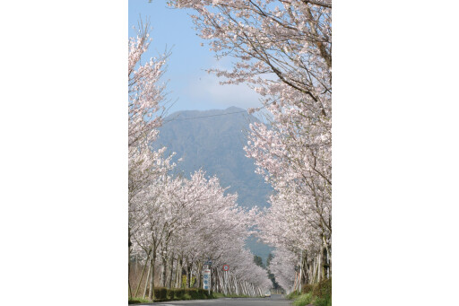 【お花スポット】まきばの桜まつり［宮崎］