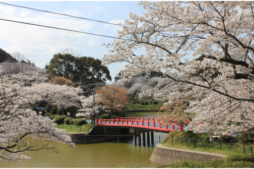 【お花スポット】甘木公園の桜［福岡］