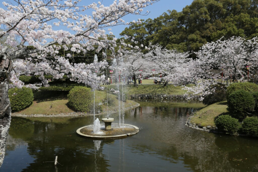 【お花スポット】小城公園の桜［佐賀］