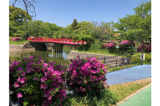 【お花スポット】甘木公園のツツジ［福岡］