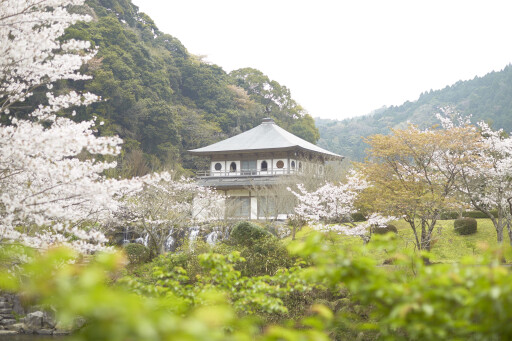 【お花スポット】清水岩屋公園［鹿児島］