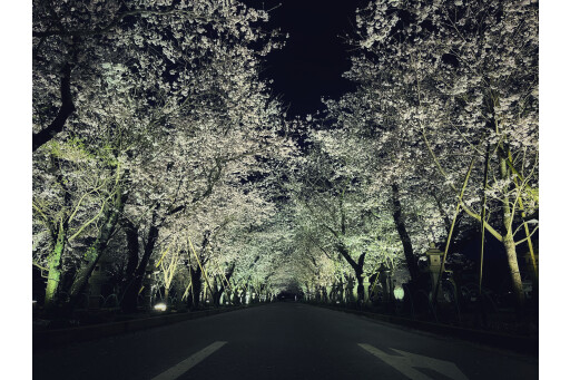 【お花スポット】知覧平和公園［鹿児島］