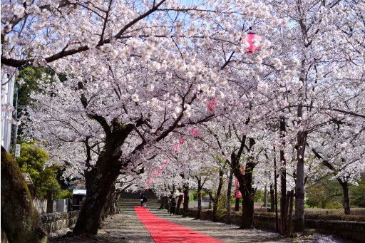 【お花スポット】桜の名所 菊池公園［熊本］