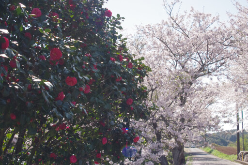 【大山公園のツバキと桜】お花スポット［長崎県］