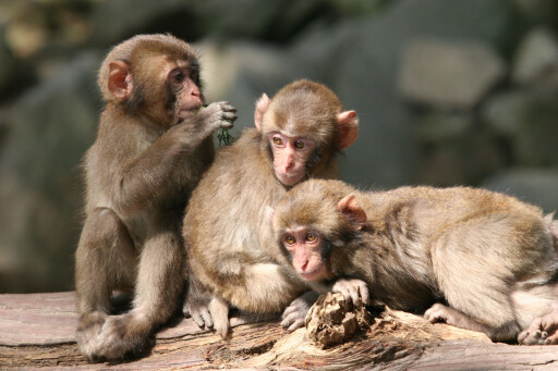 【週末イベント】高崎山自然動物園「無料の日」［大分］