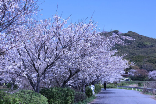【お花スポット】小郡市桜スポット［福岡］