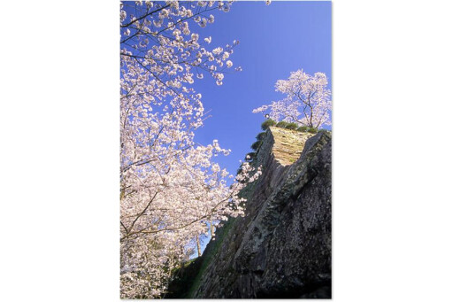 【お花スポット】延岡城跡公園 ソメイヨシノ・ヤブツバキ［宮崎］