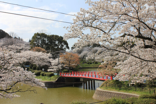 【甘木公園の桜】お花スポット［福岡］