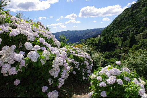 【イベント】東雲の里 あじさいまつり［鹿児島］　