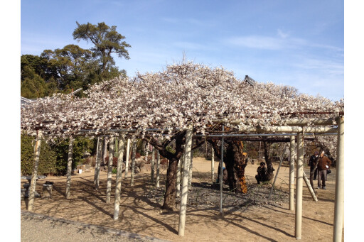 【お花スポット】延岡花物語 ～本東寺慧日梅 観梅会～［宮崎］ 