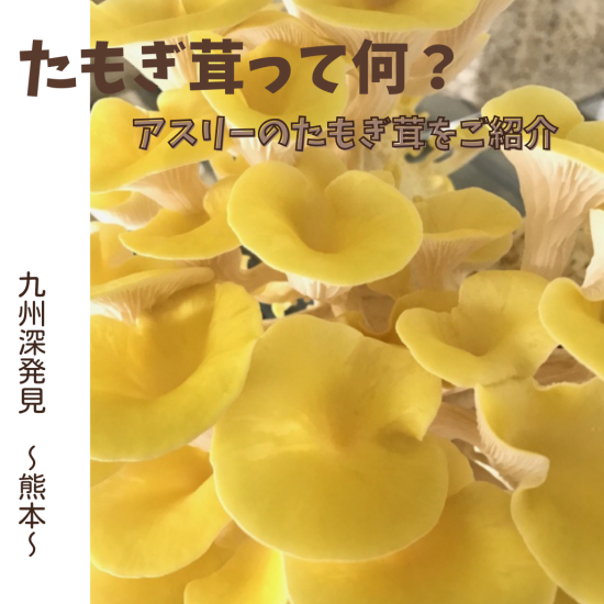 アスリーの『たもぎ茸』🍄【くまもとモングルメ】