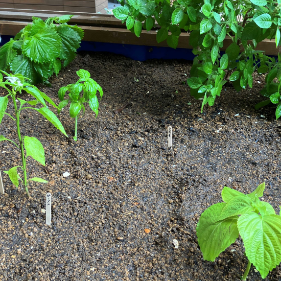 パサージュ広場で種まきと植え替えを実施しました
