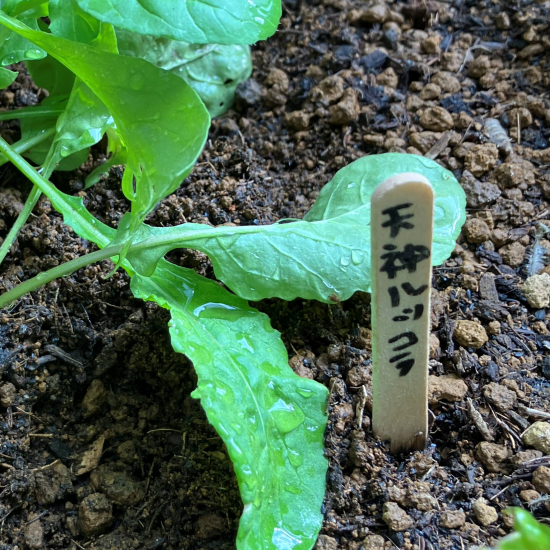 「天神ルッコラ」栽培スタート!!