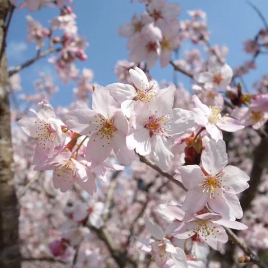 【叶 匠壽庵】桜葉香る、春のひとくち。「さくら餅」