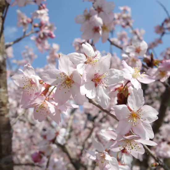 【叶 匠壽庵】桜香り立つ「匠壽庵春霞」