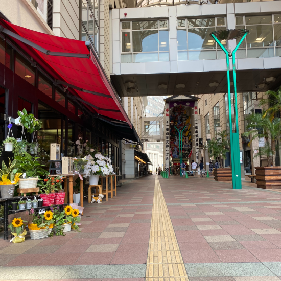 アンゲロニアってご存知⁉️