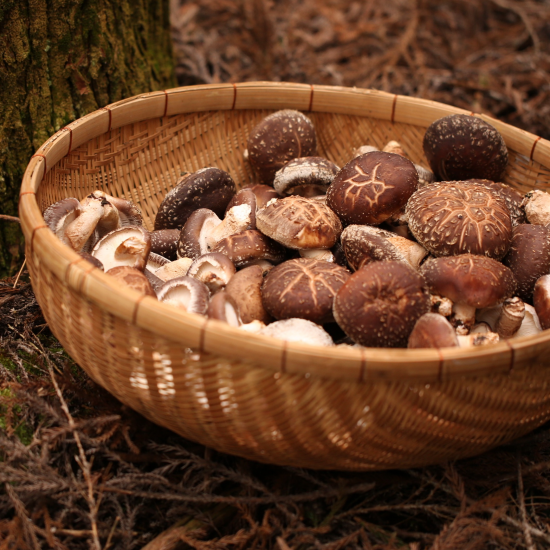 年末必需品☆国産小粒どんこがお買い得♪