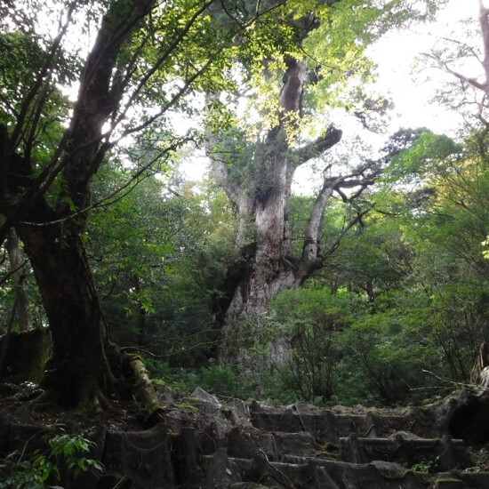 【5/15開催】ガイドと学ぶ！屋久島の歩き方