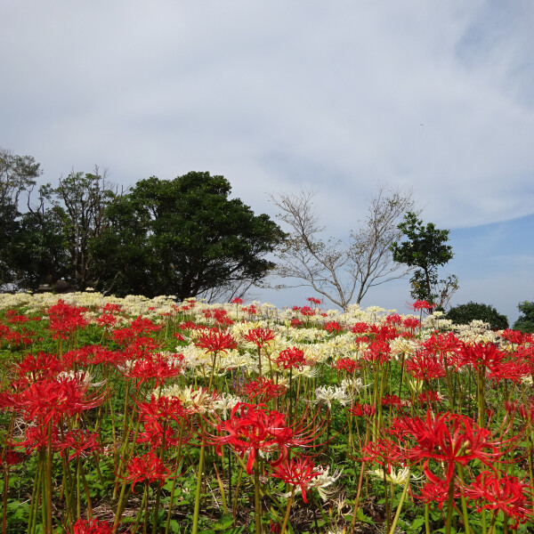 【ヒガンバナ】秋のお花スポット[長崎県]
