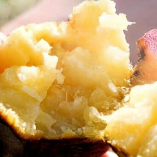 日本一甘いサツマイモ「べにはるか」のふるさとを訪ねて