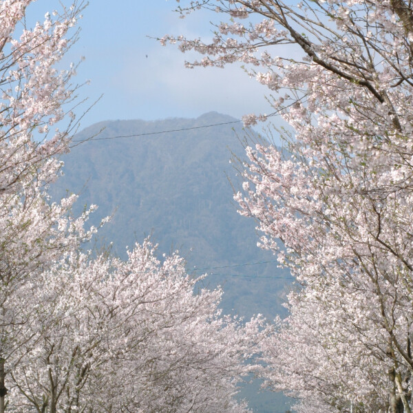 【お花スポット】まきばの桜まつり［宮崎］