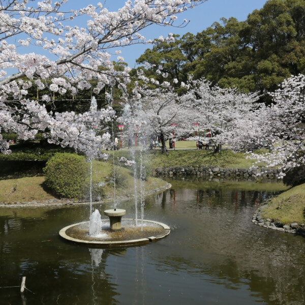 【お花スポット】小城公園の桜［佐賀］