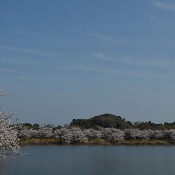 【お花スポット】2,000本桜(立岡自然公園）［熊本］