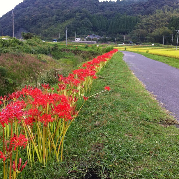 【ヒガンバナ】秋のお花スポット[鹿児島県]