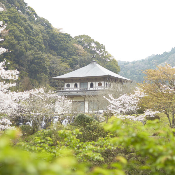 【お花スポット】清水岩屋公園［鹿児島］